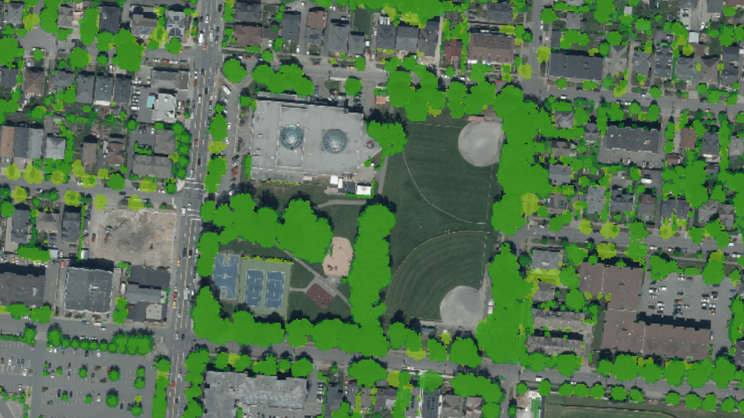 Central Park tree canopy